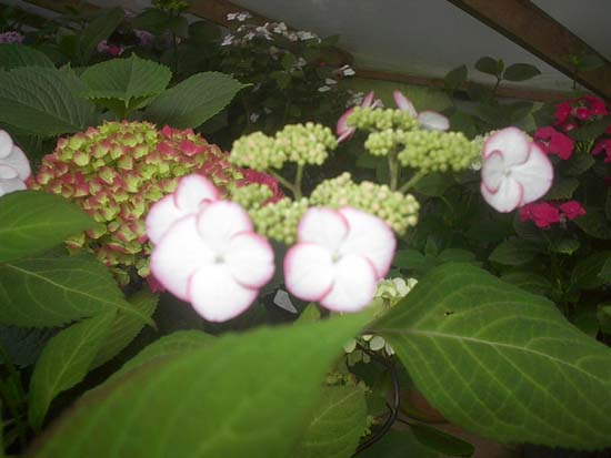 serrata