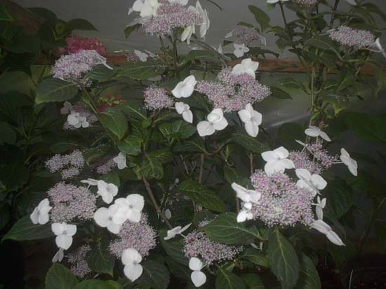 serrata