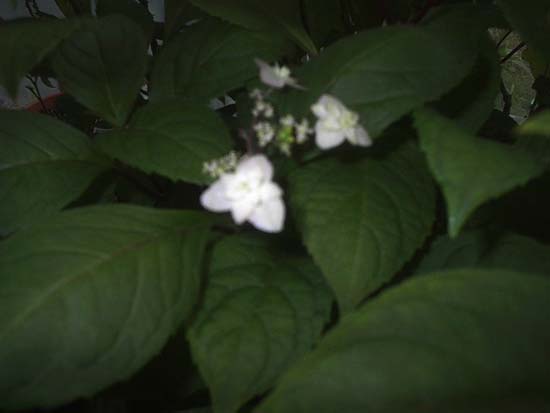 serrata