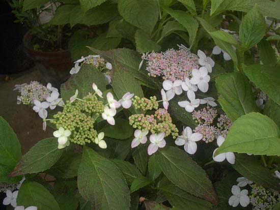 serrata