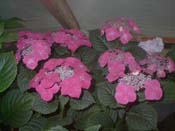 macrophylla