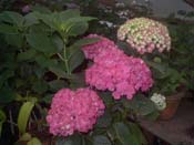 macrophylla