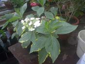 macrophylla