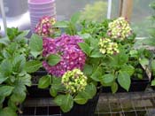 macrophylla
