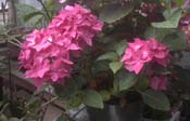 macrophylla