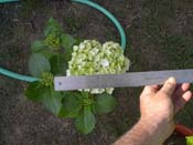 macrophylla