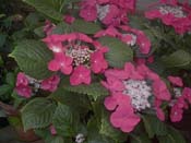 macrophylla