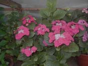 macrophylla