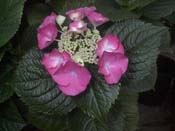 macrophylla