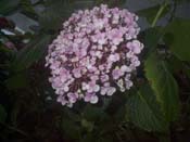 macrophylla