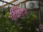 macrophylla
