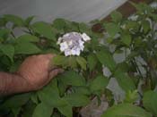 serrata