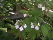 serrata