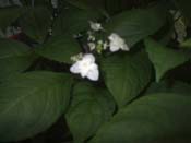 serrata
